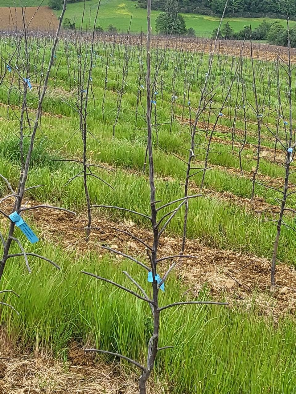 Plantation